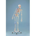 skjelett-max-m-bev.rygg-ligament-muskelmark-og-stativ