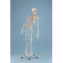 skjelett-max-m-bev.rygg-ligament-muskelmark-og-stativ